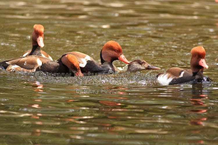 WildLife Photos of Birds, Geese, Ducks & others, Red-crested Pochard, Netta rufina